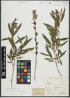 Foto von Salix purpurea L. x Salix viminalis L.